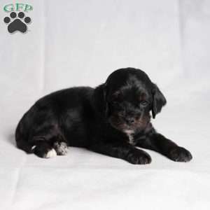 Wyoming, Cavapoo Puppy